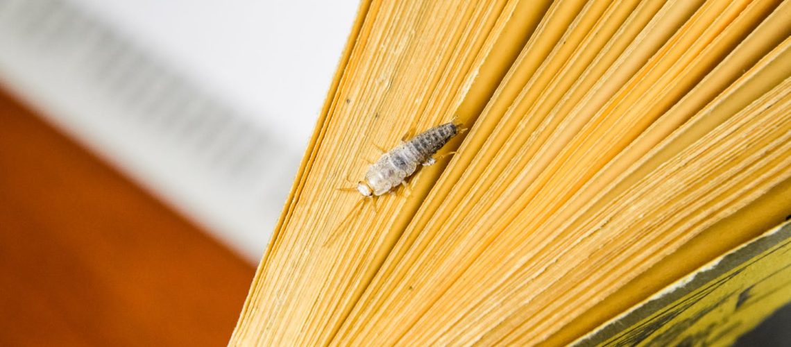 Poisson d’argent : pourquoi j’en ai à la maison ? Que faire pour s’en débarrasser ? Poisson d'argent : pourquoi j'en ai à la maison ? Que faire pour s'en débarrasser ?