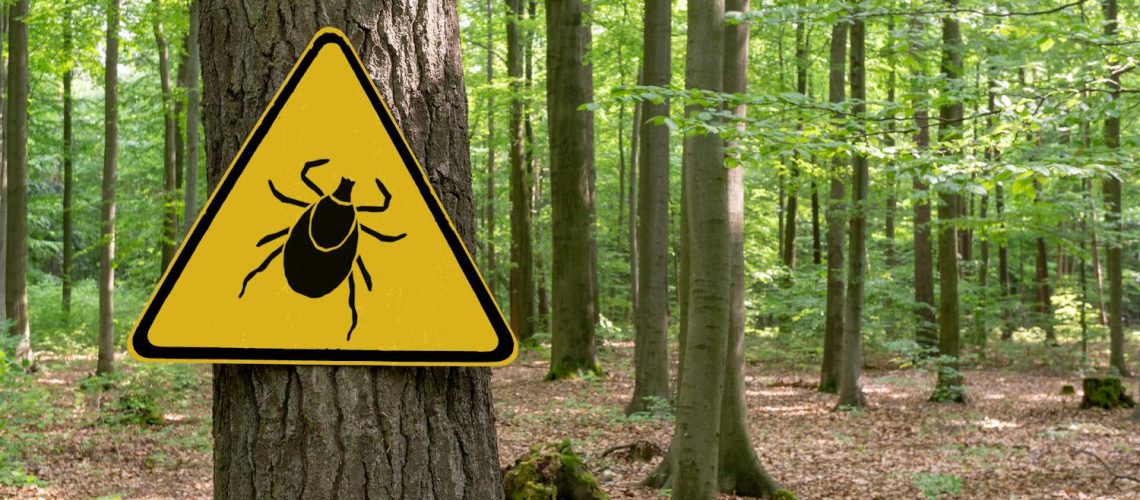 Morsure de tique, les bons réflexes Morsure de tique, les bons réflexes